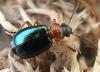 Lebia chlorocephala