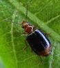 Lebia marginata