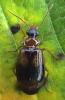 Lebia scapularis