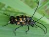 Leptura quadrifasciata