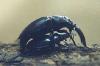 Lucanus cervus