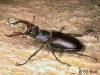 Lucanus cervus