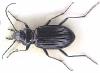 Nebria rufescens