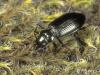 Nebria rufescens