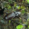 Nebria salina