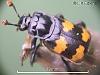 Nicrophorus interruptus