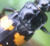 Nicrophorus interruptus