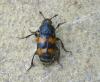 Nicrophorus vespillo