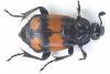 Nicrophorus vespilloides