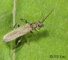 Oedemera lurida