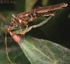 Oedemera femoralis