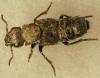 Ontholestes murinus