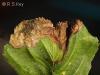 Orchestes testaceus