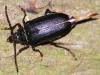 Prionus coriarius