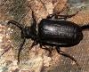 Prionus coriarius