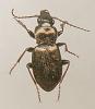 Pterostichus oblongopunctatus