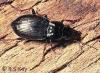 Pterostichus oblongopunctatus