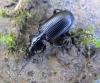 Pterostichus rhaeticus