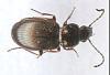 Pterostichus strenuus