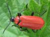 Pyrochroa coccinea