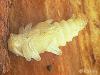 Rhagium mordax