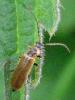 Rhagonycha limbata