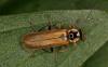 Cantharis decipiens