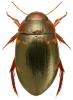 Agabus undulatus