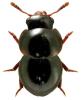 Agathidium laevigatum