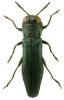 Agrilus angustulus