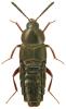 Aleochara brevipennis
