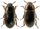 Alphitobius diaperinus