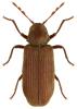 Anobium punctatum