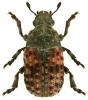 Anthribus fasciatus