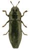 Aphanisticus pusillus