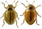 Aphidecta obliterata