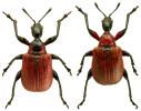 Apoderus coryli