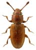 Ahasverus advena