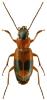 Badister unipustulatus
