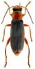 Cantharis lateralis