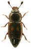 Carpophilus sexpustulatus