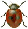 Coccinella magnifica