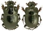 Copris lunaris