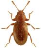 Corticaria fulva