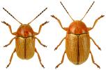 Cryptocephalus fulvus