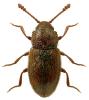 Cryptophagus distinguendus