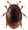 Cryptopleurum subtile