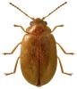 Cyphon variabilis