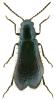 Dasytes cyaneus
