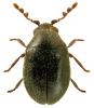 Dorcatoma chrysomelina